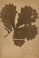 藏品(槲櫟)的圖片